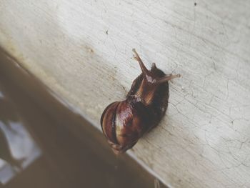 Close-up of snail