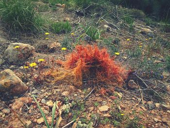 Plants growing on field