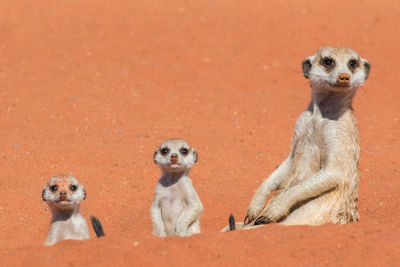 Meerkats in sand