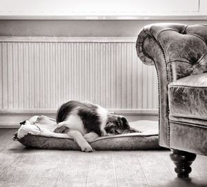 Dog resting on mattress at home