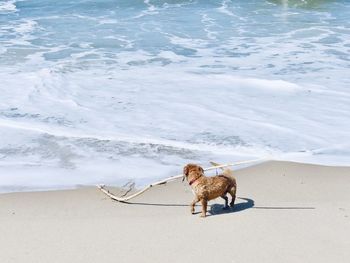 High angle view of dog on shore at beach