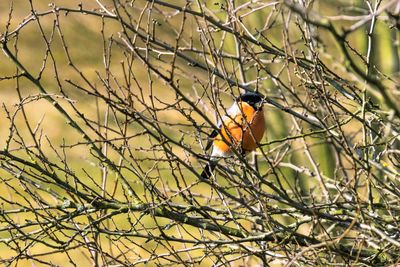 Bird perching on branch