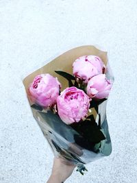 Close-up of hand holding pink rose