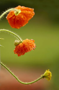 Close-up of orange flower