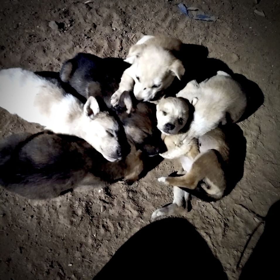 mammal, domestic, pets, domestic animals, vertebrate, group of animals, canine, dog, high angle view, young animal, togetherness, relaxation, indoors, puppy, no people, animal family