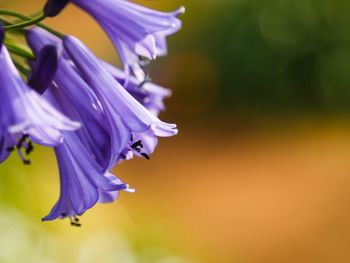 Close-up of purple flower blooming outdoors