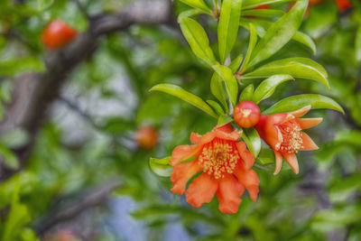 Close-up of red berries on plant