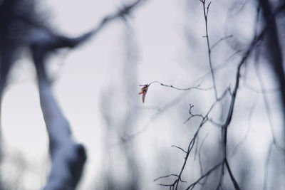 Bird flying against blurred background