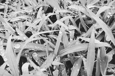 Full frame shot of wet plants during winter