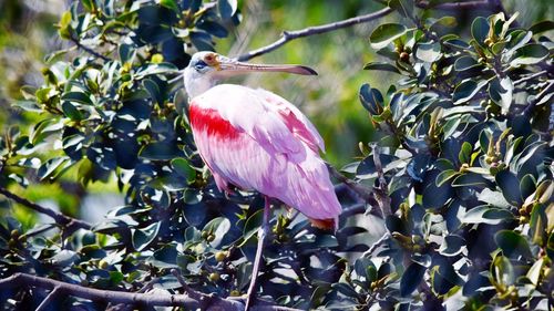 Bird on branch