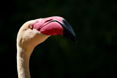 Close-up of swan