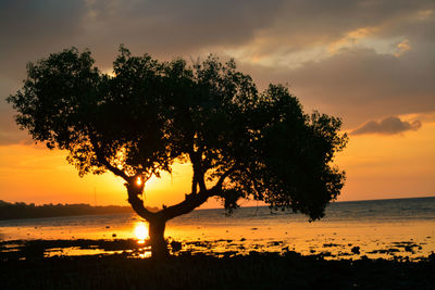 Silhouette tree on beach against sky during sunset
