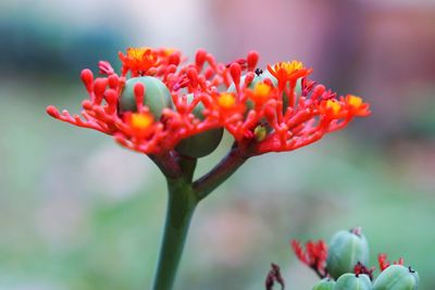 Close-up of red flower