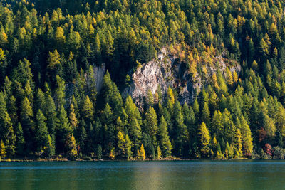 Panoramic view of pine trees in forest during autumn