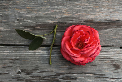 Close-up of red rose on table