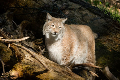 Portrait of a cat sitting on tree