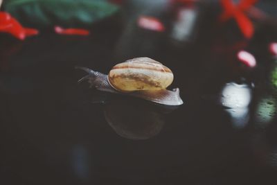 Close-up of snail