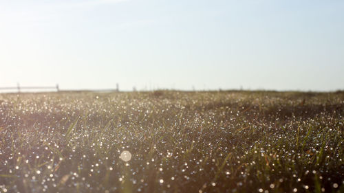 Scenic view of field against clear sky