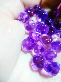 Close-up of purple flower