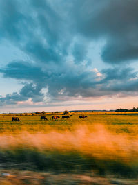 Scenic view of field against sky during sunset