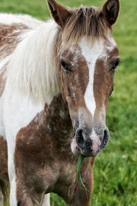 Close-up of a horse on field