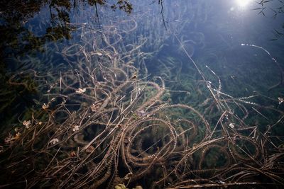 High angle view of plants in lake