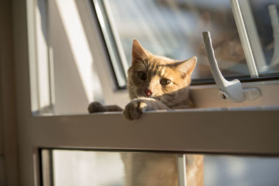 Portrait of cat sitting on window