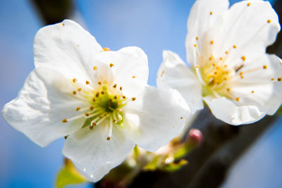 Close-up of white flowers blooming on tree