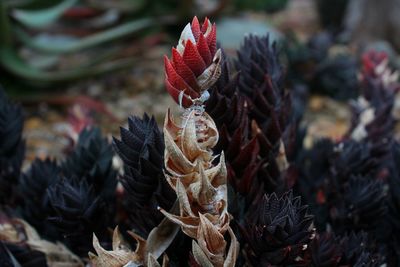 Close-up of pine cone