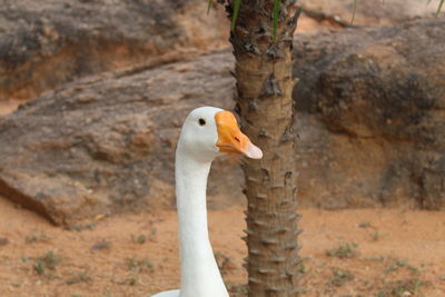 Close-up of a bird on rock