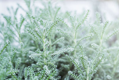 Close-up of plants during winter