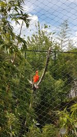 Bird perching on a tree