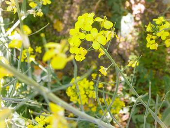 Close-up of yellow flowering plant on field