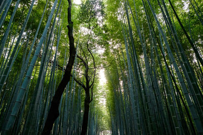 Low angle view of bamboo trees in forest