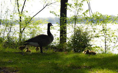 Ducks on a field