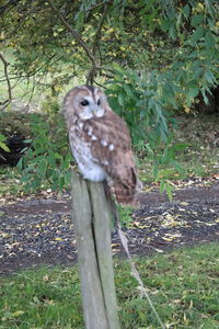 Bird looking away