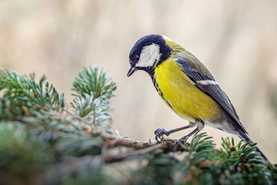 Close-up of bird perching on yellow leaf