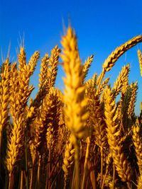 Close-up of wheat growing on field against sky