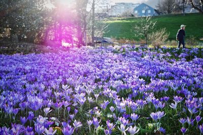 Purple crocus flowers blooming on field