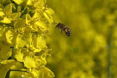 Close-up of bee pollinating on flower