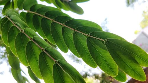 Low angle view of illuminating leaves growing on tree