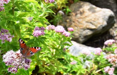 Close-up of butterfly pollinating on flower