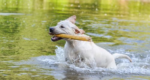 Dog carrying stick in mouth while walking in lake