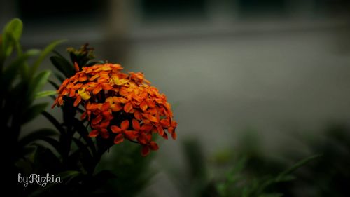 Close-up of flowers against blurred background