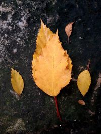 High angle view of dry maple leaf on leaves