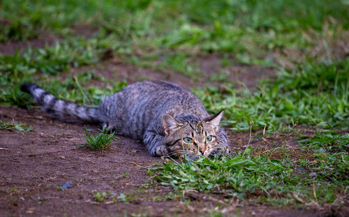 Hunting cat