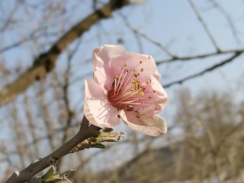 Close-up of pink flowers on branch