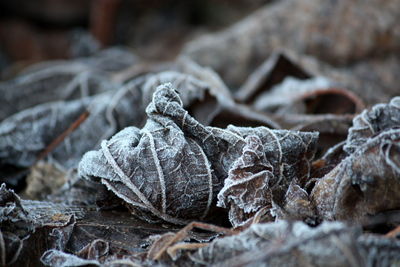 Close-up of snow