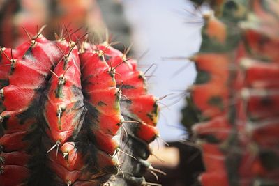 Close-up of succulent plant