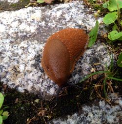 Mushrooms growing in forest